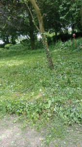 Photo de galerie - Debroussaillage 
