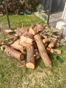 Photo de galerie - Coupe d’un grand arbre (pin) ?, avec évacuation 