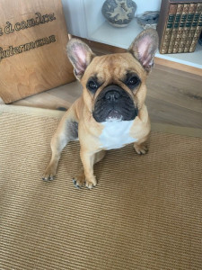 Photo de galerie - Umber, bouledogue française de 2 ans adorable 