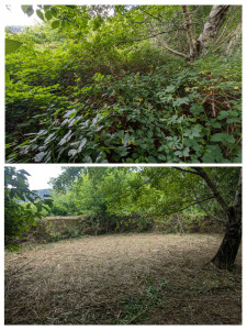 Photo de galerie - Tonte de pelouse - Débroussaillage