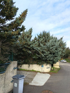 Photo de galerie - Taillage de tout type garantie client satisfait