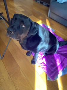 Photo de galerie - Garde animaux