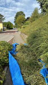 Photo de galerie - Taille de haies et d'arbustes