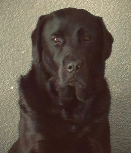 Photo de galerie - Garde chien