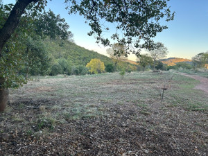 Photo de galerie - Débroussaillage