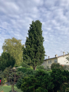 Photo de galerie - Elagage et coupe d'arbres