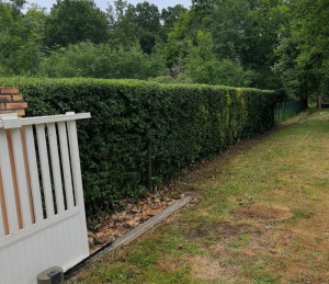 Photo de galerie - Taille de haies et d'arbustes