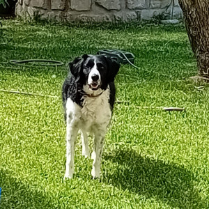 Photo de galerie - Opium, 5 ans et demi, Border Collie X Setter, un Amour ? 