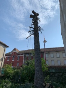 Photo de galerie - Elagage et coupe d'arbres