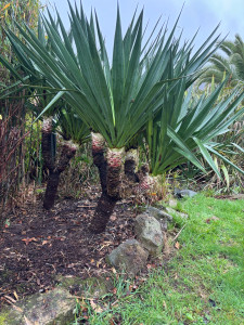 Photo de galerie - Nettoyage d’un massif de yuccas 