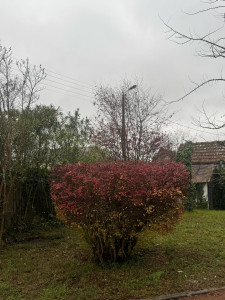 Photo de galerie - Taille d’un arbuste en oreiller 