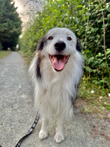 Photo de galerie - Garde chien