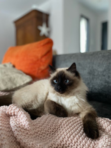 Photo de galerie - Mochi 2 ans