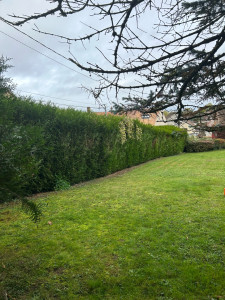 Photo de galerie - Dessouchage de haies