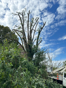 Photo de galerie - Elagage et coupe d'arbres
