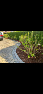 Photo de galerie - Plantation 