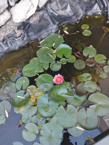 Photo de galerie - Ma première  fleur  de nénuphar  le 1er jours de l été  dans mon bassin