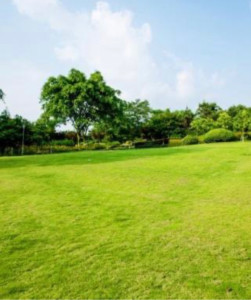 Photo de galerie - Disponible pour abattage petit arbres , arbustes.