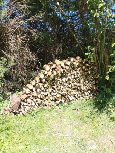 Photo de galerie - Coupe d'arbres au sol à la demande d'un client pour bois de chauffage.