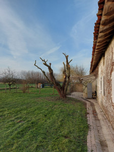 Photo de galerie - Travaux elagages