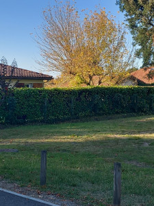 Photo de galerie - Taille haies