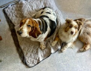 Photo de galerie - Garde animaux