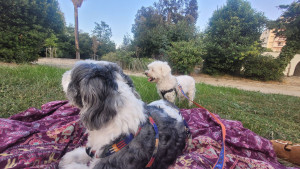 Photo de galerie - Picnic et sortie avec Panda et Sherlock 