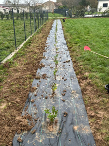 Photo de galerie - Plantation d'une haie de Troène de Californie 