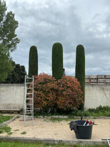 Photo de galerie - Taille de cyprès