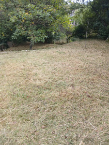 Photo de galerie - Tonte de pelouse - Débroussaillage