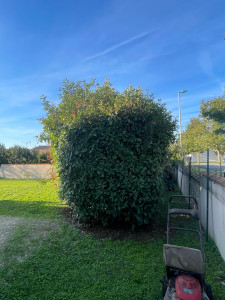 Photo de galerie - Tonte de pelouse - Débroussaillage