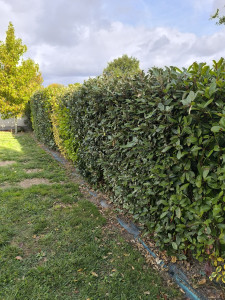 Photo de galerie - Haie taillée chez un client début septembre.