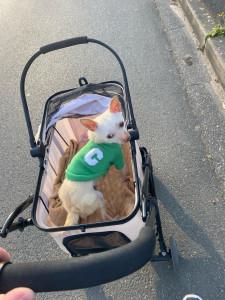 Photo de galerie - Garde petit chien 