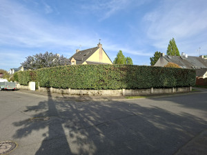 Photo de galerie - Eleagnus
