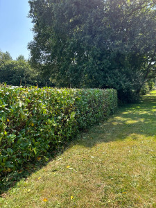 Photo de galerie - Taille de haies et d'arbustes