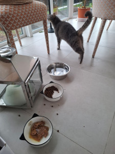 Photo de galerie - Je vais tous les jours  nourrir  James 