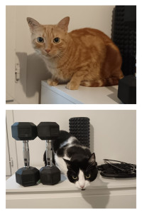 Photo de galerie - Malinka 4 ans et Foxy 6 ans