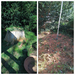 Photo de galerie - Elagage et coupe d'arbres