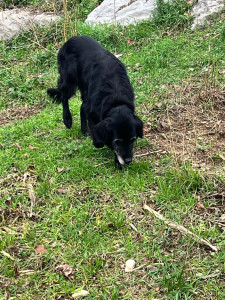 Photo de galerie - Voici ma chienne 
