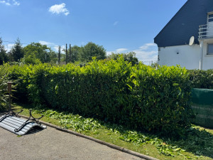 Photo de galerie - Taille de laurier en cour 
