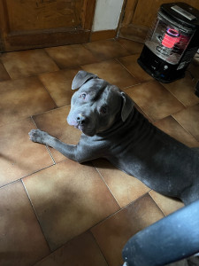Photo de galerie - Garde chien