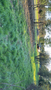 Photo de galerie - Après débroussaillage 