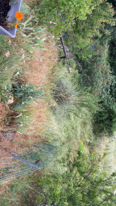 Photo de galerie - Tonte