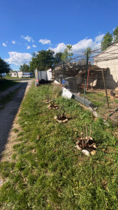 Photo de galerie - Création et plantation d’une haies de phautinia déjà rabattue 
