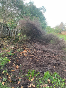 Photo de galerie - Elagage et coupe d'arbres