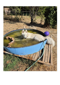 Photo de galerie - Garde chien