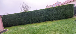 Photo de galerie - Taille de haies et d'arbustes