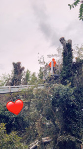 Photo de galerie - étêtage 