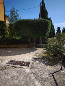 Photo de galerie - Taille d'oliviers assez imposant