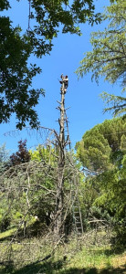 Photo de galerie - Élagage d'arbres